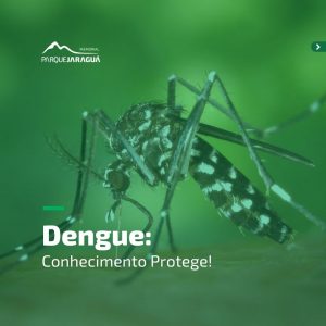 Dengue - Conhecimento protege!