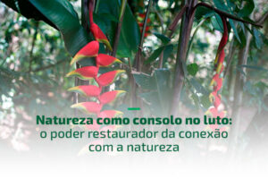 Natureza como consolo no luto