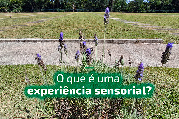 O que é uma experiência sensorial