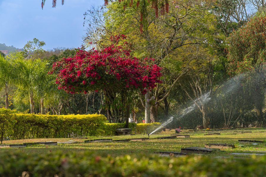 Natureza no Memorial Parque Jaraguá