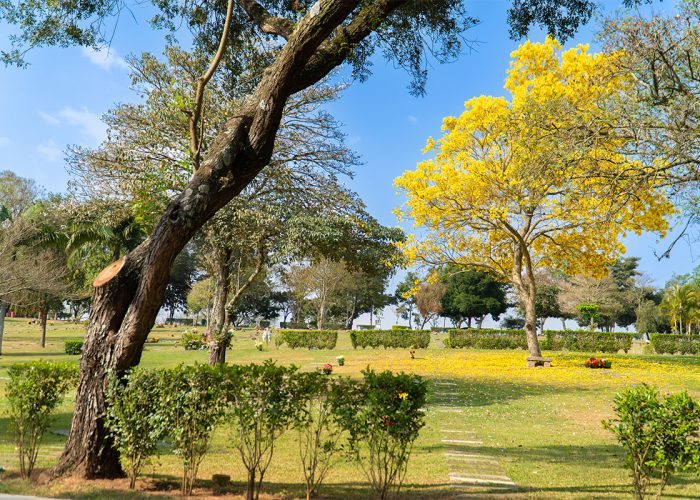 Natureza no Memorial Parque Jaraguá