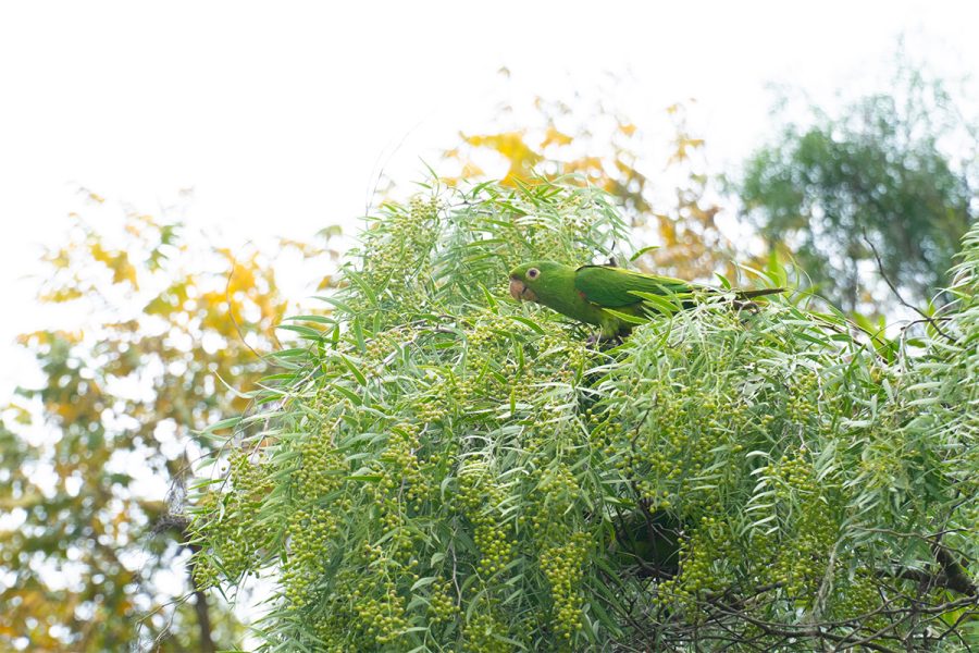 Natureza no Memorial Parque Jaraguá
